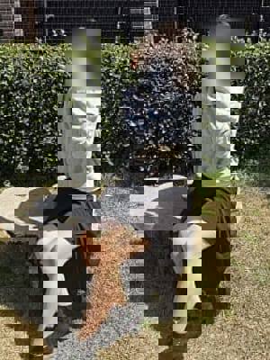 しおんプロフィール写真