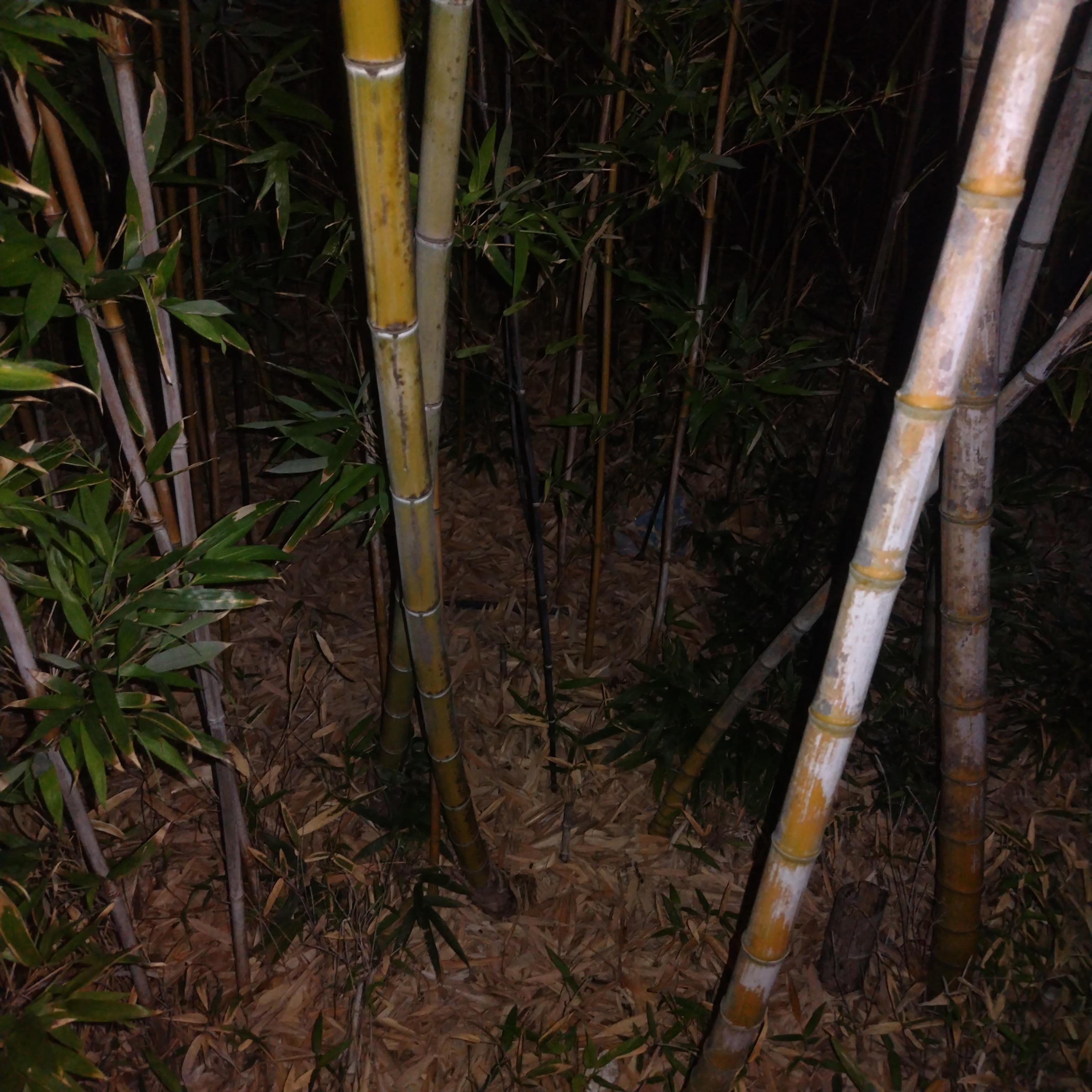 アップル倶楽部　店長