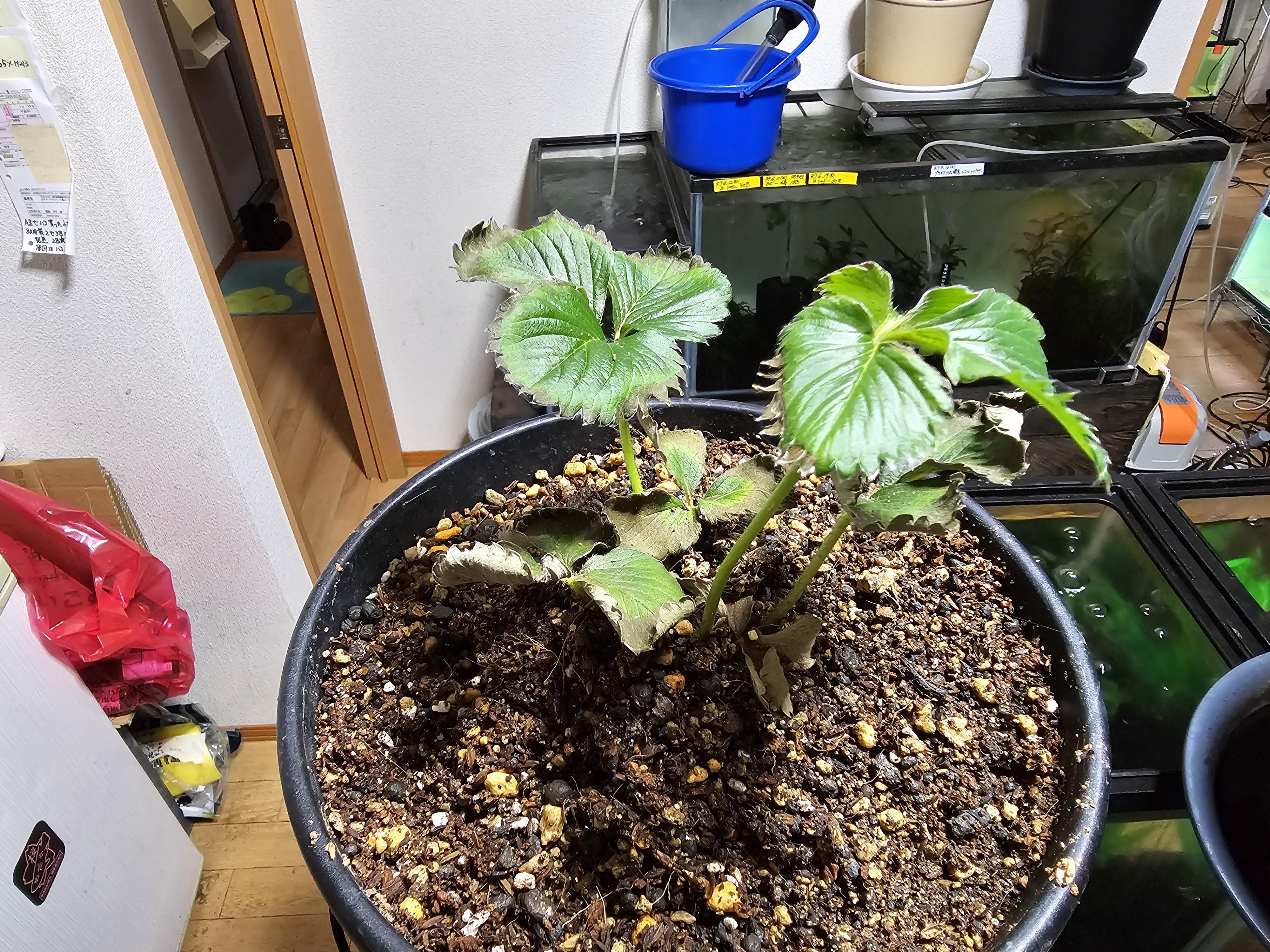 熟女専門店だんバラ熟女　店長